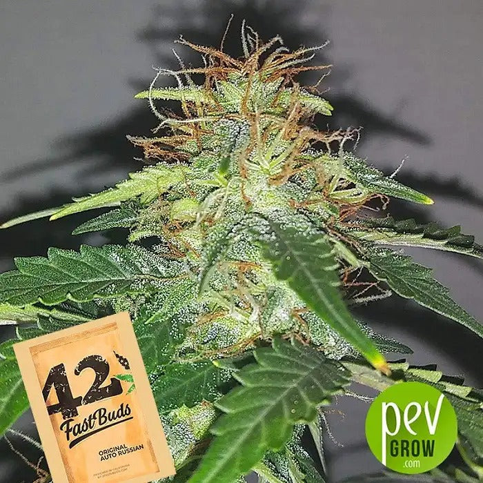 Original Auto Russian par FastBuds · Une variété autofloraison rapide aux saveurs onctueuses et à l’effet équilibré