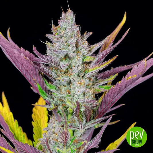 Wedding Glue Auto par Fast Buds – Autofloraison à haut rendement, riche en résine, à l’arôme de vanille sucrée