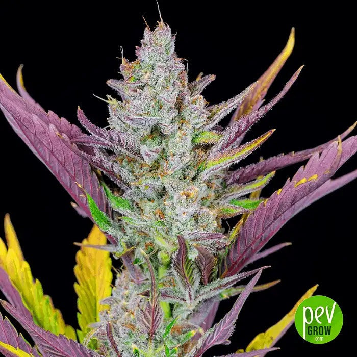 Wedding Glue Auto par Fast Buds – Autofloraison à haut rendement, riche en résine, à l’arôme de vanille sucrée