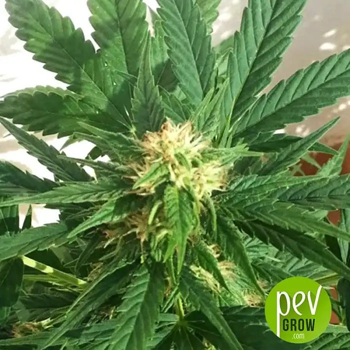 Smoothie Auto par FastBuds – Une variété autoflorissante fruitée pour des récoltes abondantes