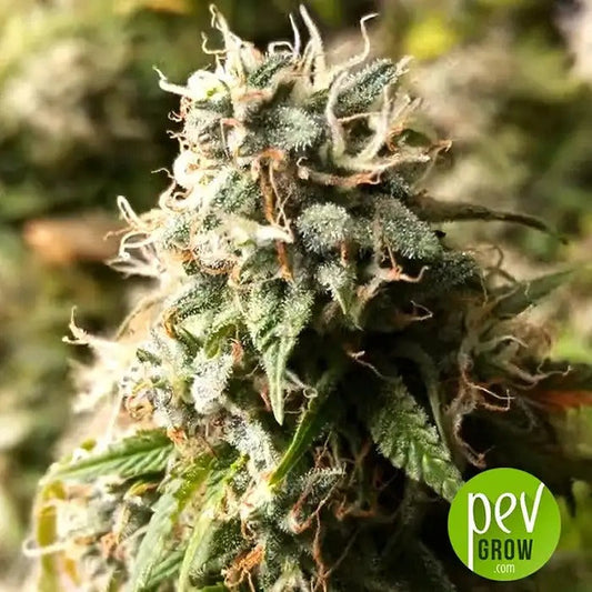 Purple Lemonade FF Fast Buds – Graines féminisées à floraison rapide avec arôme citron-pinho et effet équilibré