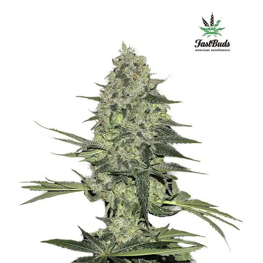 Rhino Ryder Auto par Fast Buds – Autofleurante Indica dominante à haut rendement aux arômes de cannelle et de poire