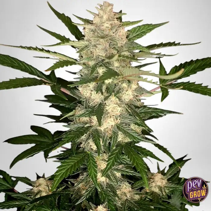 Tangie Matic Auto par FastBuds – Autofleurissante Sativa à haut rendement et saveur citronnée avec 23 % de THC