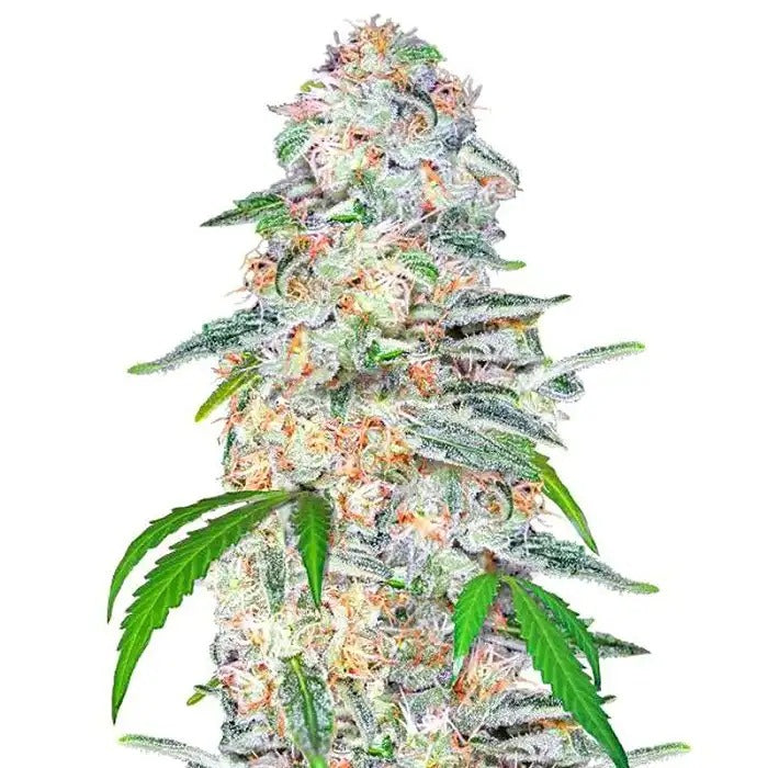 Blue Dream Matic 420 Fast Buds – Autofleurissante sativa dominante à floraison rapide au goût fruité tropical