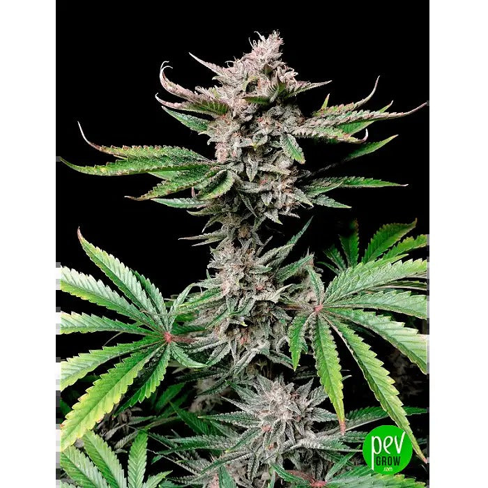 Cherry Cola Auto – 420 Fast Buds · Autofleurissante fruitée avec 28 % de THC et rendements XXL