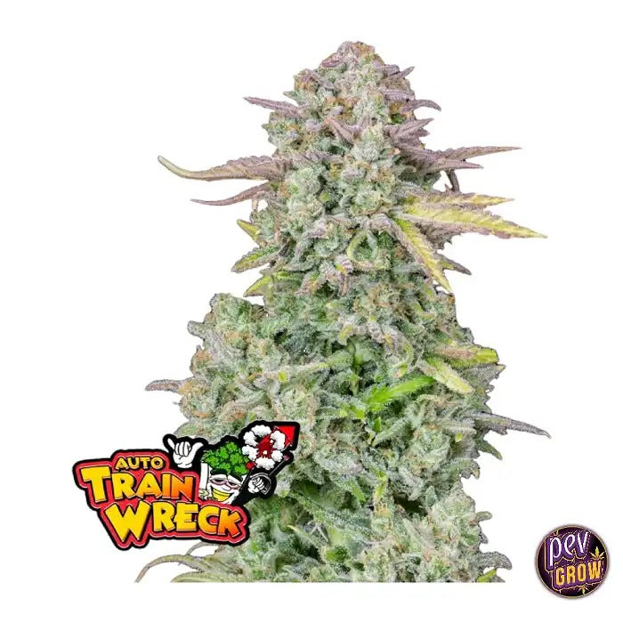 Trainwreck Auto par FastBuds – Hybride à floraison rapide avec 22 % de THC et arôme citron-pinho