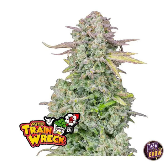 Trainwreck Auto par FastBuds – Hybride à floraison rapide avec 22 % de THC et arôme citron-pinho
