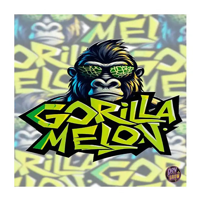 Gorilla Melon 420 Fast Buds – Graines Féminisées · Version Rapide par FastBuds – Hybride Légèrement Indica à Arômes de Melon et THC Élevé