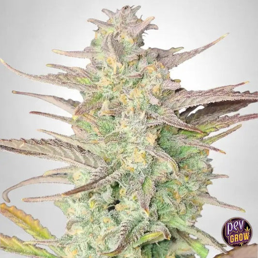 Z-Up Auto par FastBuds – Autofloraison sativa dominante avec terpènes de limonade citronnée et 29 % de THC