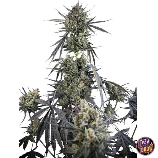 Pound Cake Auto™ par FastBuds · Hybride autoflorissante à dominance sativa, saveur dessert et rendement élevé