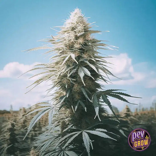 Gorilla Cookies FF par Fast Buds – Hybride à floraison rapide avec 29 % de THC et des rendements massifs