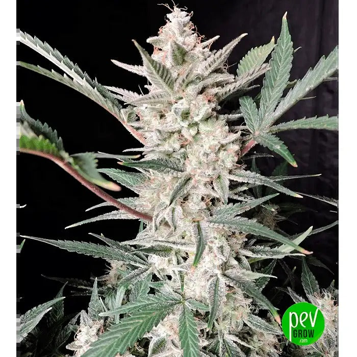 Strawberry Gorilla Auto – FastBuds · Puissance primée et saveur de fraise