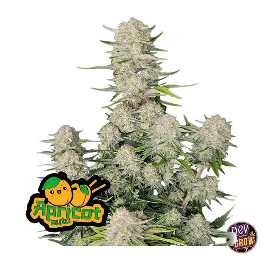 Apricot Auto 420 Fast Buds – Autofleurissante Indica Dominante à Floraison Rapide avec Terpènes d’Abricot et 26 % de THC