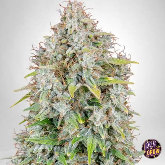 Cinderella Auto 420 Fast Buds par FastBuds – Autofleurante Sativa-Dominante au Goût de Pêche Tropicale et d’Ananas