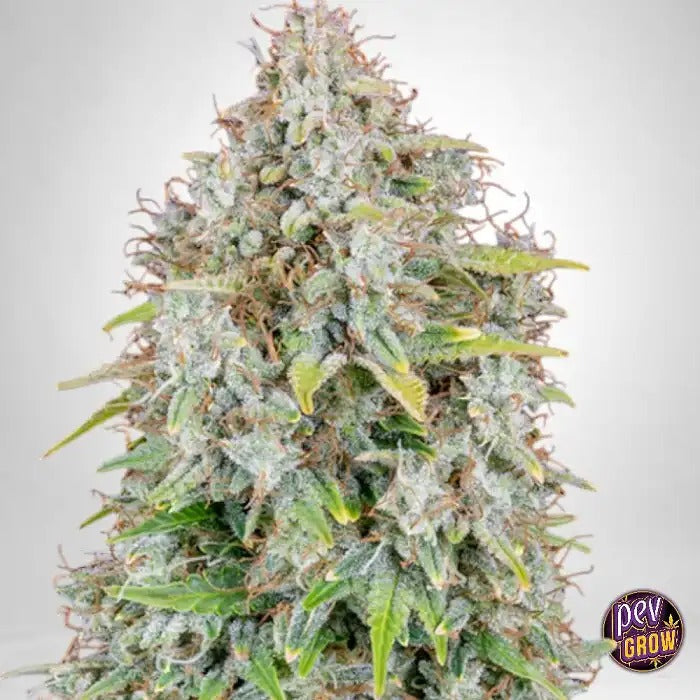 Cinderella Auto 420 Fast Buds par FastBuds – Autofleurante Sativa-Dominante au Goût de Pêche Tropicale et d’Ananas