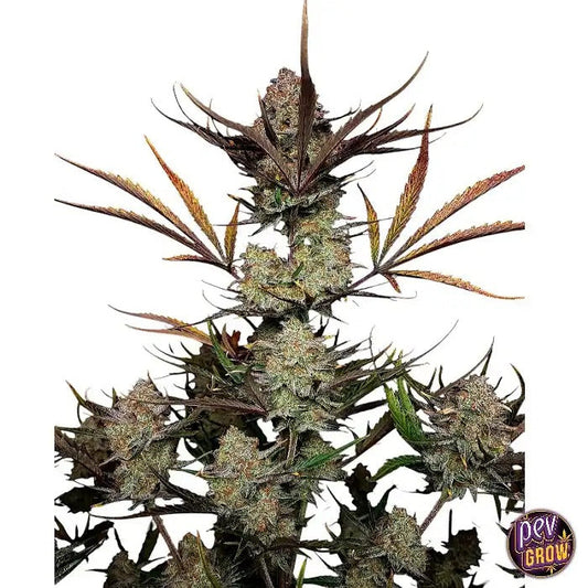 Apple Strudel Auto™ par Fast Buds – Arômes de pomme sucrée et THC élevé en 9-10 semaines
