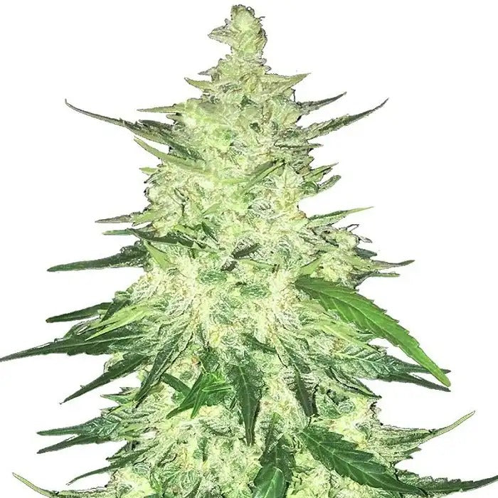 CBD Crack Auto 420 Fast Buds – FastBuds, variété autofloraison 1:1 THC:CBD pour des effets équilibrés