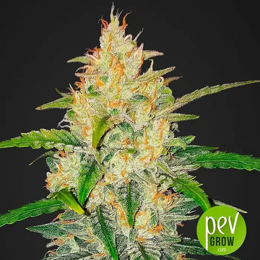Zkittlez Auto 420 Fast Buds – Autofleurissante à croissance rapide et THC élevé avec des terpènes gourmands