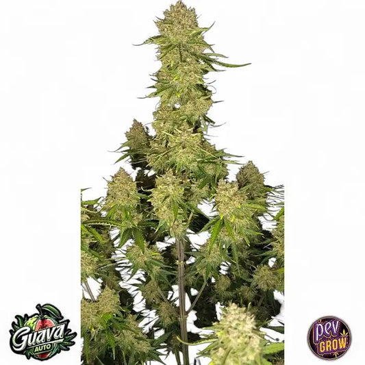 Guava Auto™ par FastBuds – Saveur tropicale sucrée, rendement élevé et récolte rapide