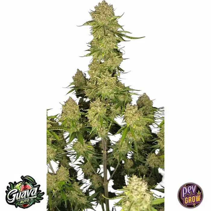 Guava Auto™ par FastBuds – Saveur tropicale sucrée, rendement élevé et récolte rapide