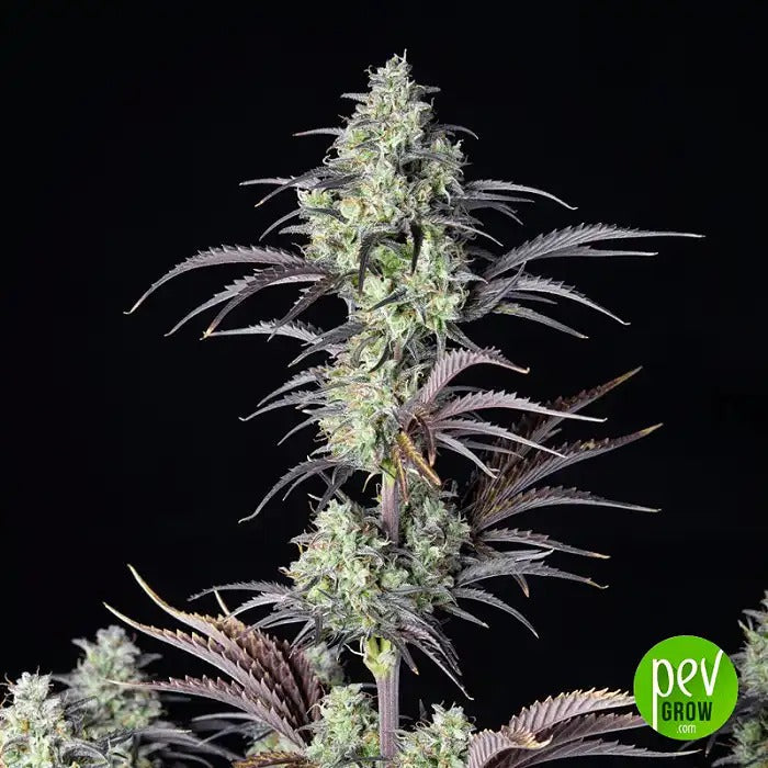 Mimosa Cake Auto par FastBuds – Autofleurissante fruitée avec 24 % de THC et un rendement de 550 g/m²