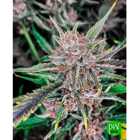 Gorilla Punch Auto – FastBuds | Autofleurissante primée avec 25 % de THC · Rendement élevé et bourgeons violets