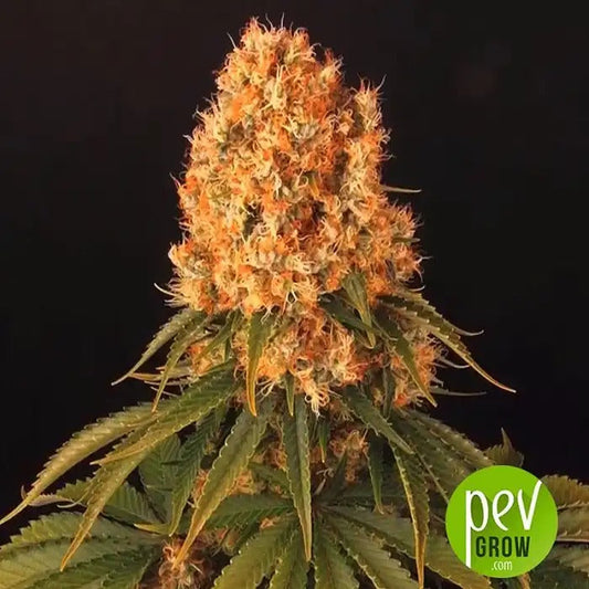 Orange Sherbet Auto par FastBuds – Un monstre de terpènes citriques acidulés pour des récoltes abondantes