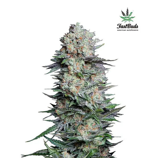 Mexican Airlines Auto par FastBuds – Puissance Sativa Pure avec Punch Citrus et Croissance Facile