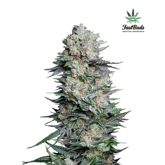 Mexican Airlines Auto par FastBuds – Puissance Sativa Pure avec Punch Citrus et Croissance Facile