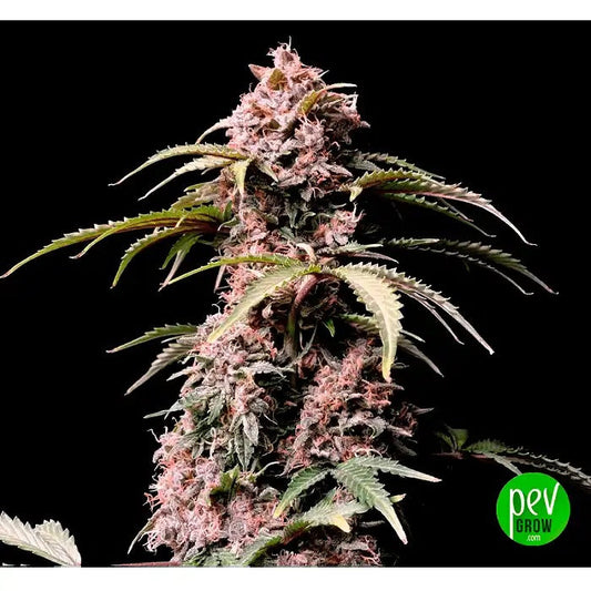 Amnesia Zkittlez Auto – FastBuds · Autofleurissante Sativa Dominante avec 24 % de THC · Récolte en 70 Jours