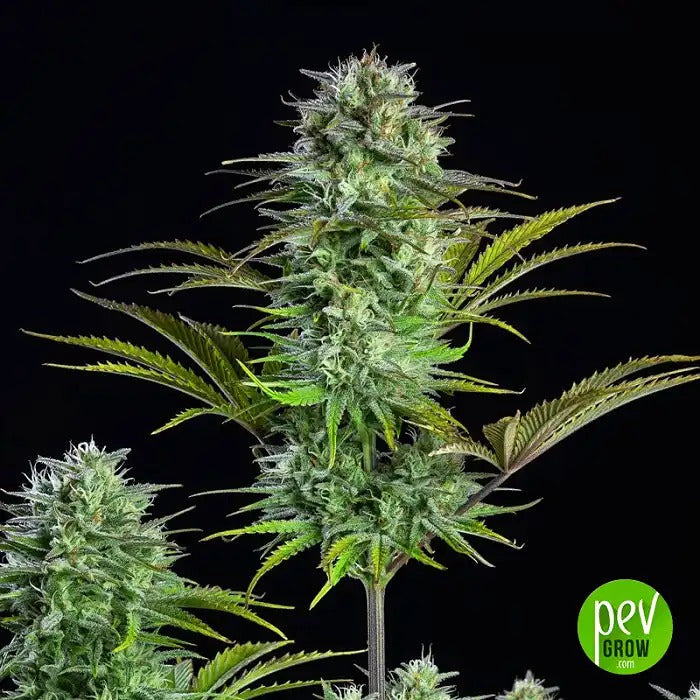 Kosher Cake Auto par Fast Buds – Arôme de gâteau sucré & 25 % de THC · Autofleurissante à haut rendement