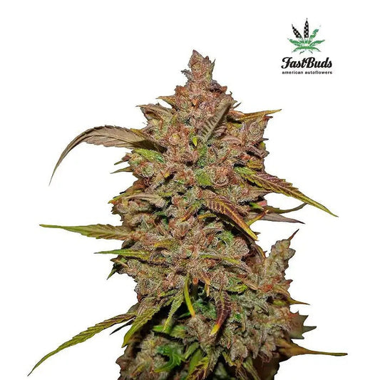 Graines autoflorissantes Crystal Meth 420 Fast Buds – Rapide, vibrante et hybride sativa à forte teneur en THC