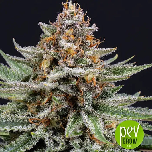 Graines féminisées Strawberry Pie Auto par FastBuds – Bourgeons givrés, arôme fruité et rendement élevé