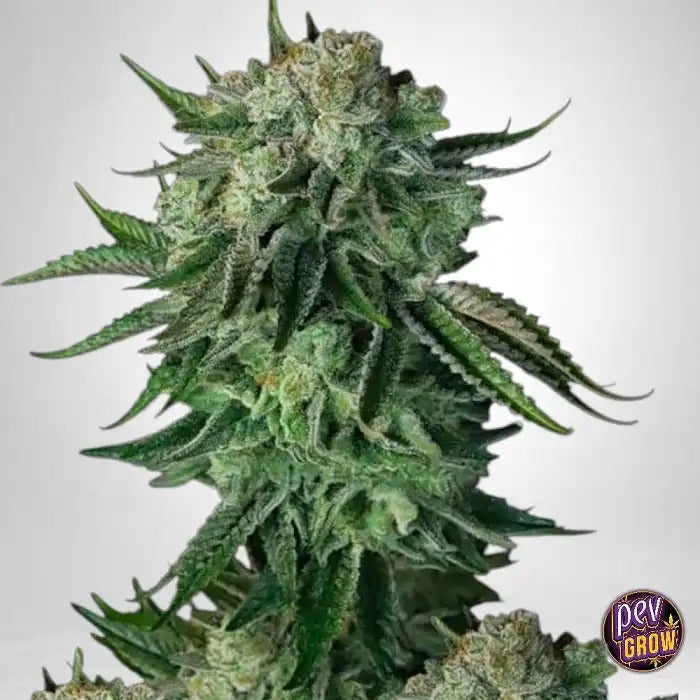 Moby Dick Auto 420 Fast Buds par FastBuds – Autofleurante Sativa à forte teneur en THC avec arôme d’agrumes et de pin