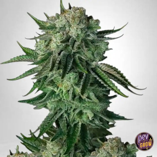 Moby Dick Auto 420 Fast Buds par FastBuds – Autofleurante Sativa à forte teneur en THC avec arôme d’agrumes et de pin