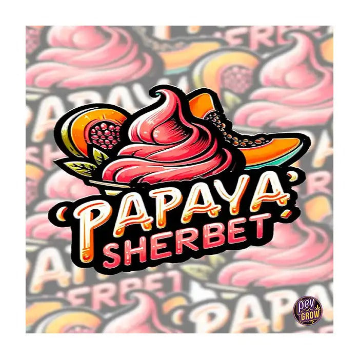 Papaya Sherbet 420 Fast Buds – Graines Féminisées à Arôme Tropical et 30 % de THC