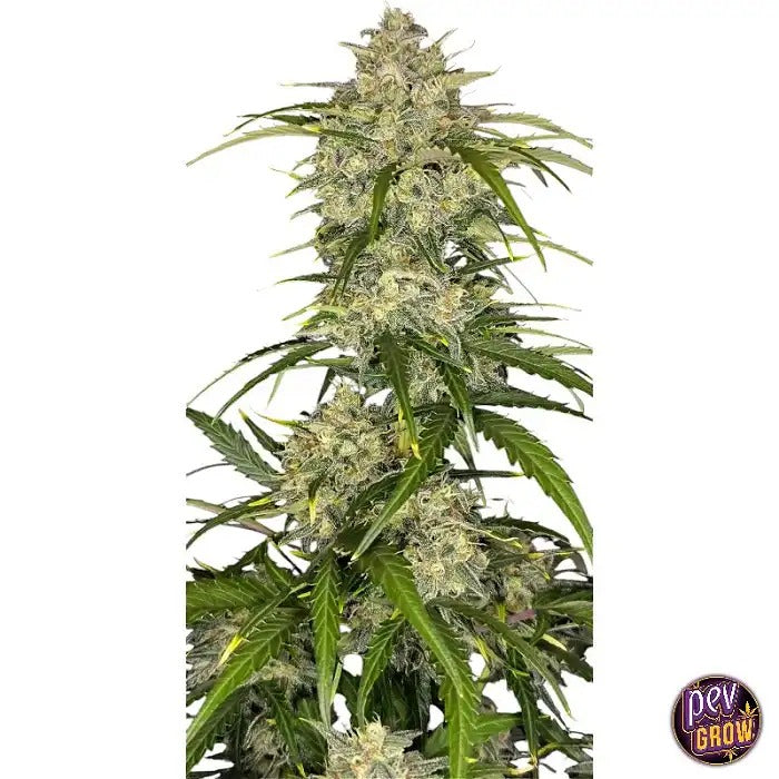 Sour Jealousy Auto™ par Fast Buds – Une autofloraison sativa dominante avec 29 % de THC et un arôme Diesel Âpre