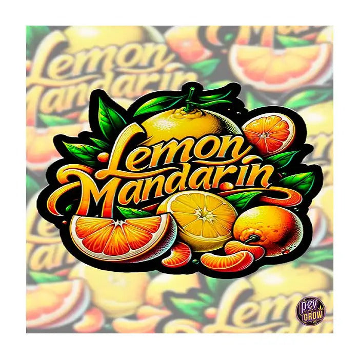 Graines féminisées Lemon Mandarin 420 Fast Buds – Hybride citronné à THC élevé pour des rendements massifs
