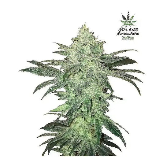Stardawg Auto par FastBuds · Hybride primée avec 22 % de THC · Arôme de pin et de diesel