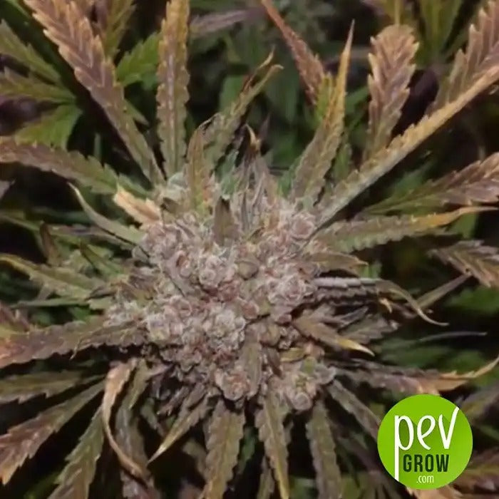 G14 420 Fast Buds – Graines Autofloraison Indica-Dominante à Arôme Doux de Hash et THC Élevé