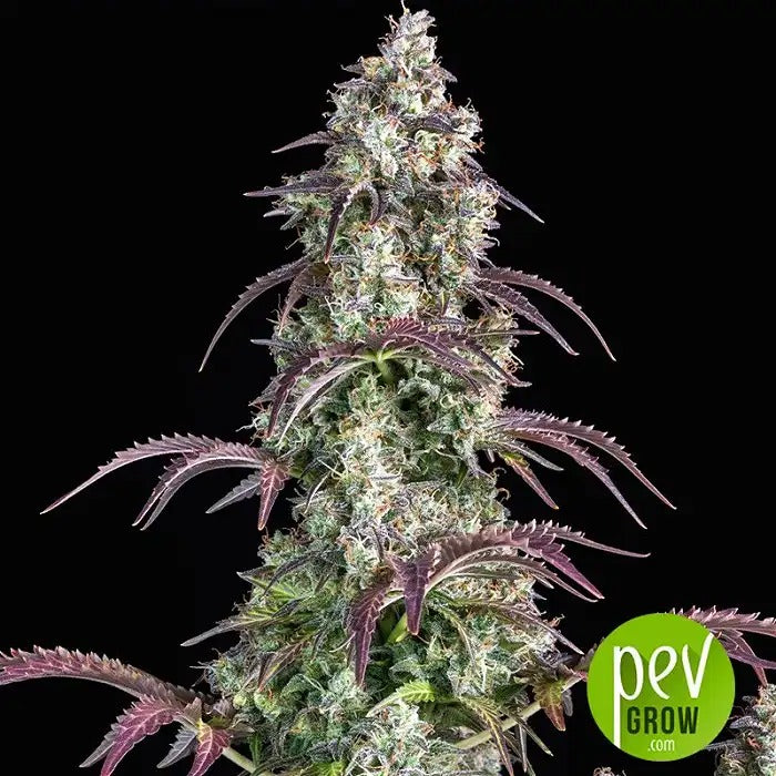 Lemon Pie Auto par FastBuds – Autofloraison rapide, rendement élevé et saveur citronnée et piquante