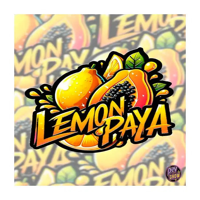 Lemonpaya 420 Fast Buds – Graines féminisées au goût tropical de papaye et citron, hybride à forte teneur en THC