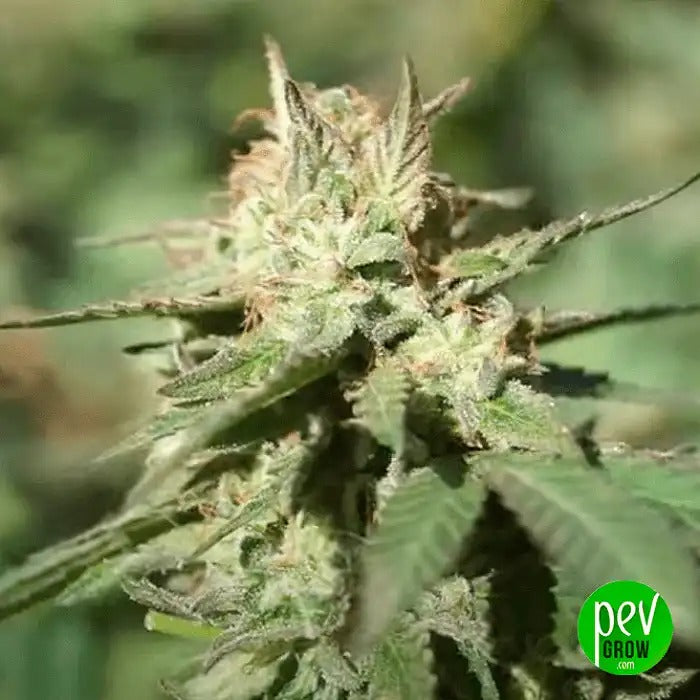 Ztrawberriez Auto par FastBuds – Arômes de Baies Sucrées et Euphorie Sativa Équilibrée