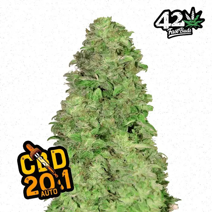 Graines autoflorissantes CBD 20:1 FastBuds · Ratio CBD 20:1 élevé, faible taux de THC
