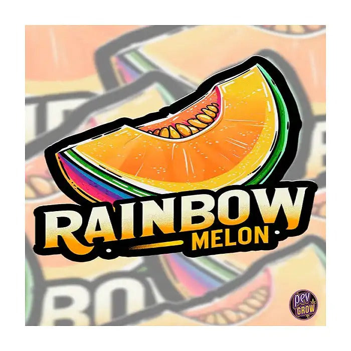 Graines féminisées Rainbow Melon 420 Fast Buds – Hybride à dominance Indica au goût de melon sucré et THC élevé
