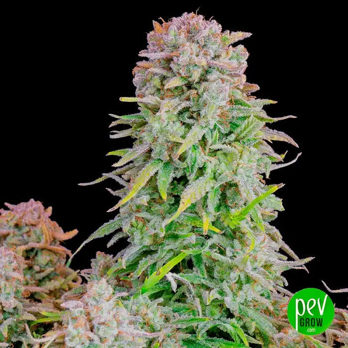 Afghan Kush Auto par Fast Buds – Puissance Indica Pure · Arôme Terreux Épicé · Récolte en 8–9 Semaines