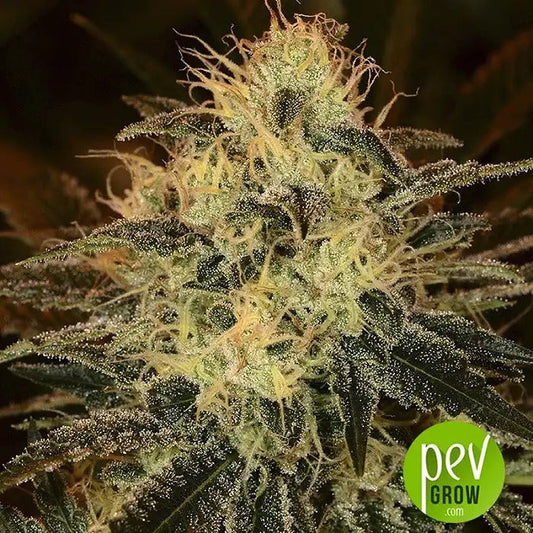 Original Auto Chemdawg par Fast Buds – Autofloraison Indica puissante au goût de carburé
