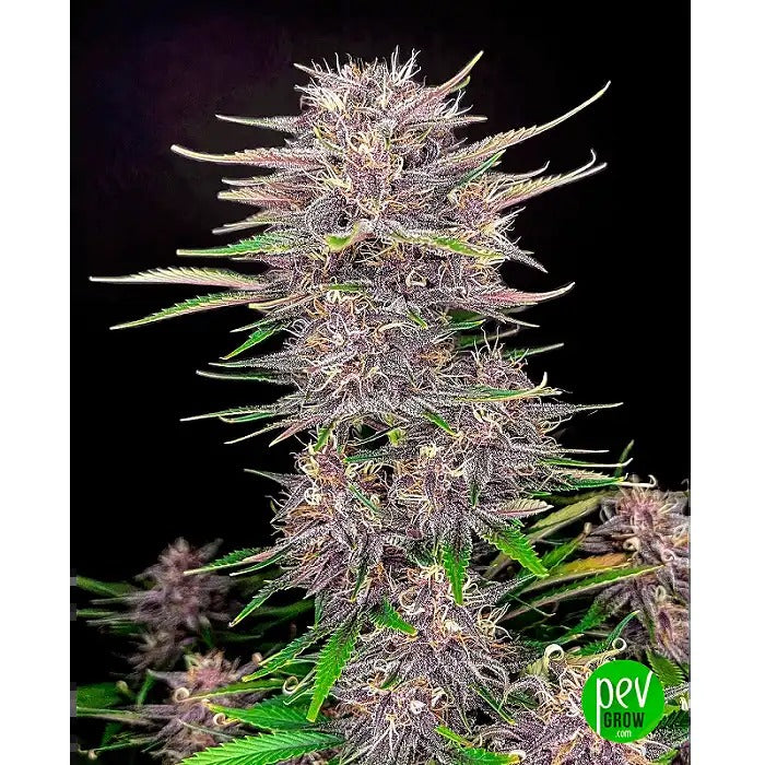 Banana Purple Punch Auto – FastBuds · Hybride Indica fruitée | Rendement élevé et floraison rapide