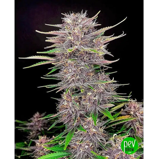 Banana Purple Punch Auto – FastBuds · Hybride Indica fruitée | Rendement élevé et floraison rapide