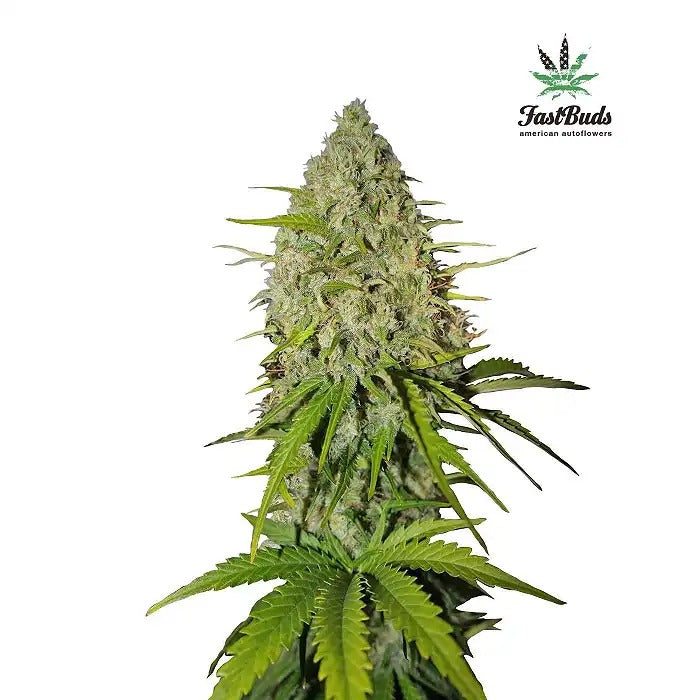 GrapeFruit Matic 420 Fast Buds – Une variété citronnée autoflorissante rapide avec 19 % de THC · Rendement élevé en intérieur et en extérieur
